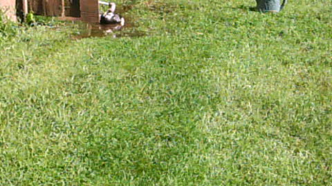 Duck enjoying puddle