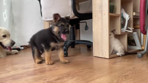 Dog__German Shepherd Puppy and Kitten Playing