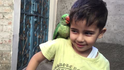 little boy playing with parrot baby