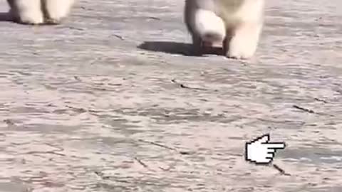 Funny dog running || #shorts #rumble #funnydog