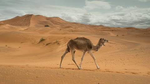 mixkit-camels-walking-in-the-desert