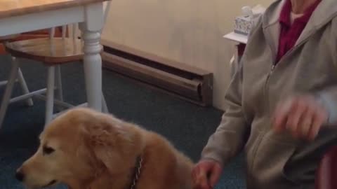 Golden retriever sitting down next to owner