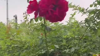 Little red flowers blown by the wind