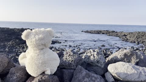 A bear looking at the sea in Jeju Island