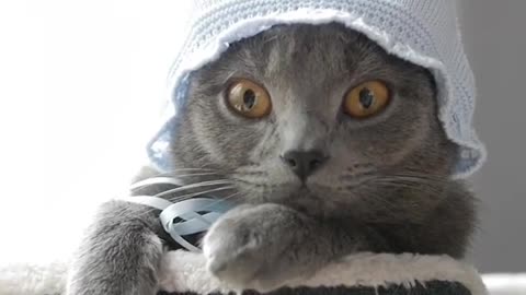 Grey cat in white baby bonnet