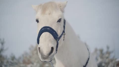 Adorable muzzle of a white horse standing on a country ranch