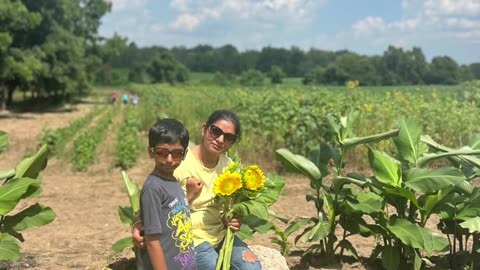 Sunflower farm visit