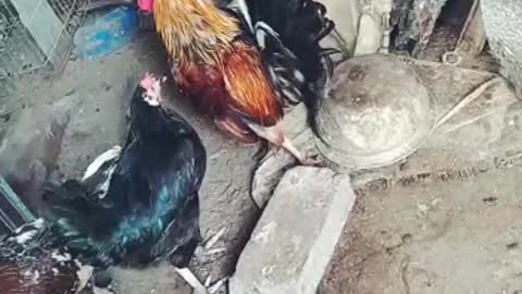 chicken farming in Bangladeshi home 1