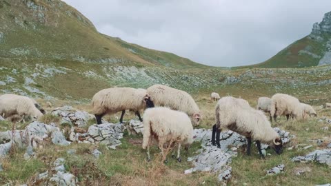 View of a flock of sheep grazing in the grass near the rocky mountains