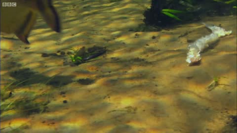 Piranha Feeding Frenzy | Planet Earth | BBC Earth