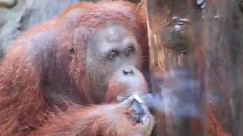 Smoking orangutan