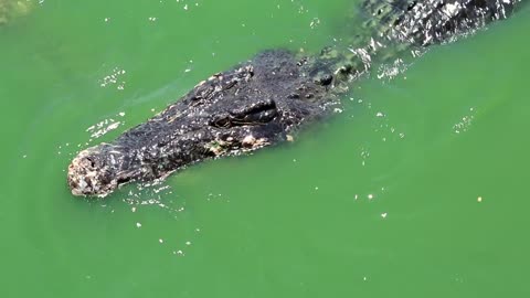 Biggest crocodiles in green water