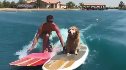 Dogs swimming training