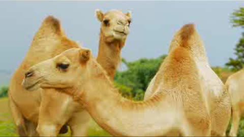 BEAUTFUL CAMEL