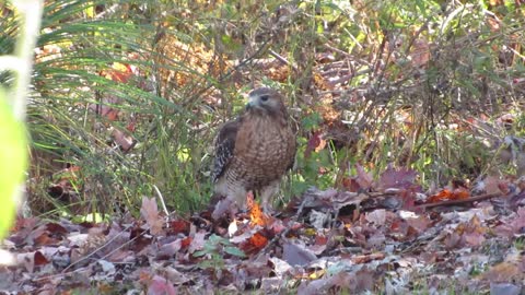 THERE GOES THE NEIGHBORHOOD - BLACK SQUIRREL AND HAWK COEXIST