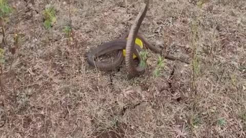 unbelievable # amazing men rescue the cobra snake