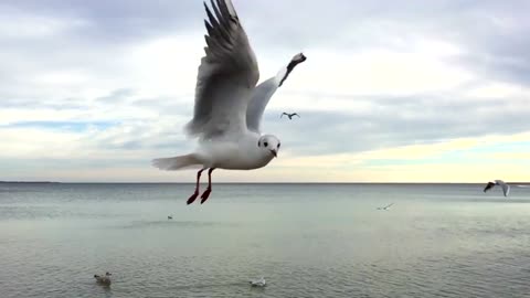 The Epitome of Best Bird Songs |Singing Skyward: The Best Bird Songs for Tranquil Moments