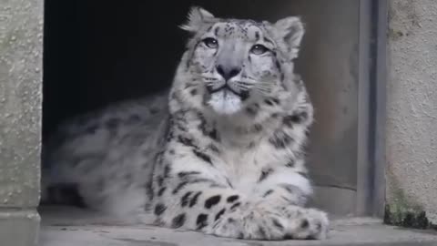 The sounds the snow leopard makes