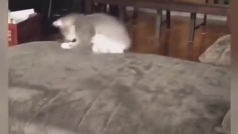 I Got You - Cute Cat Having Fun