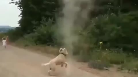 DOG Stops Tornado Forming