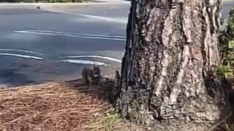 Squirrel Eating Snickers 🤣