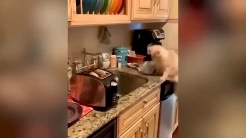 Funny clips of animals 😂