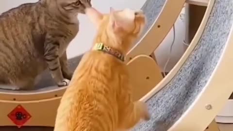 Cat running funny video 😁😁😁