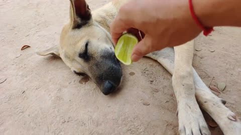 Lemon prank Dog So Funny Try to Stop Laugh Challenge 2021!