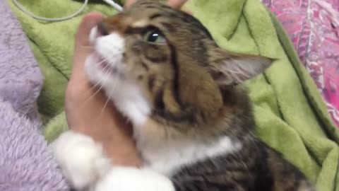 Cat Hugs Owner's Arm