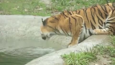 A tiger in water