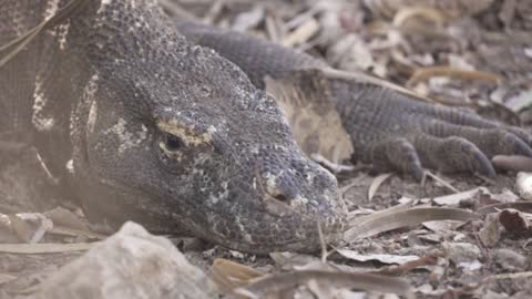 Komodo Dragon Varanus komodoensis, a species of lizard found in Indonesia