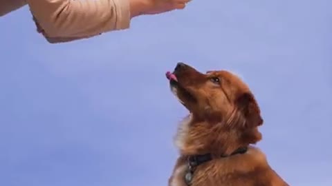 This Service Dog Is Incredibly Happy To Meet Pluto At Disneyland