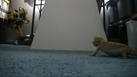 Bearded dragon slides down ramp