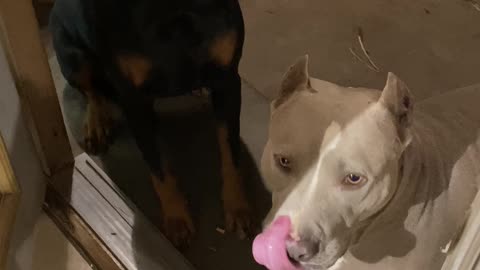 Dog Snitches Over Destroyed Bucket