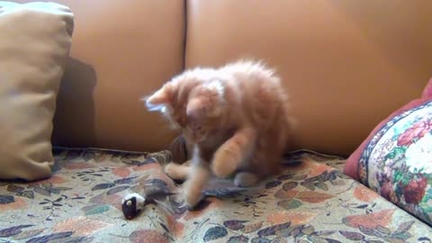 Little cat playing with a toy mouse