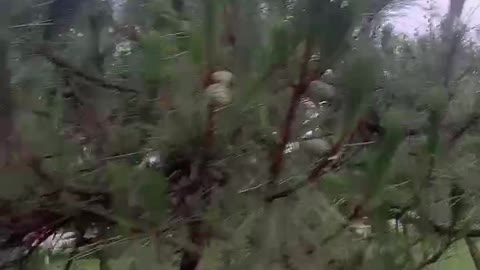 The pine cones that squirrels love to eat