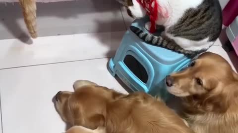 OMG ❤️ So Cute Cat and Dogs Funny Videos #1