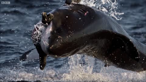 Giant Great White Shark ATTACKS! | Super Giant Animals | BBC Earth