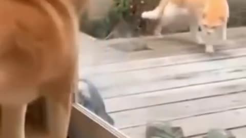 cats and dogs fighting very funny