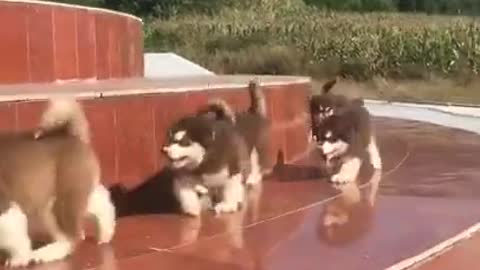 Funny dog And Cute Puppies