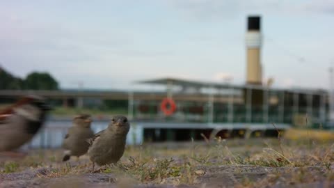 Sparrows Birds Elbe Paddle Steamer Dresden Animals