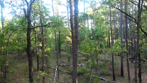 Arkansas Deer Hunting - Muzzleloader Opening Day 2022-10