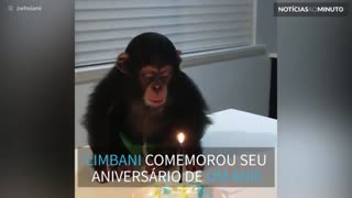 Chimpanzé faz 1 ano e ganha bolo na 'Zoological Wildlife Foundation'