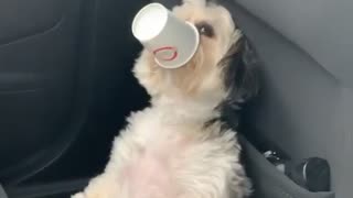 Puppy Is Having So Much Fun With The Pup Cup Treat.