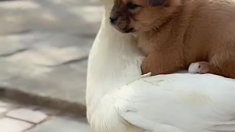 Puppy riding on a duck