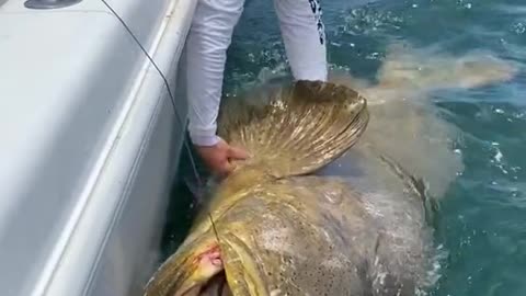 Big Fishing | Amazing Fishing Video