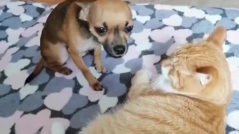 Watch: Jealous Dog Doesn't Like Cat Receiving Attention | Viral Video