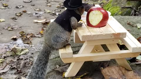 Squirrel Dressed as Cowboy is Ready for Breakfast