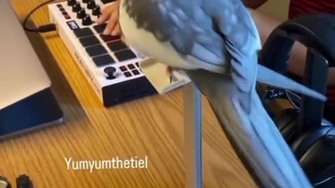 Funny and Cute Parrots Videos Compilation cute moments of the animals