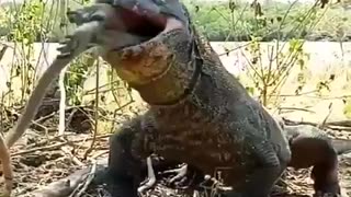 Komodo dragon gulps down an adult monkey in Indonesia